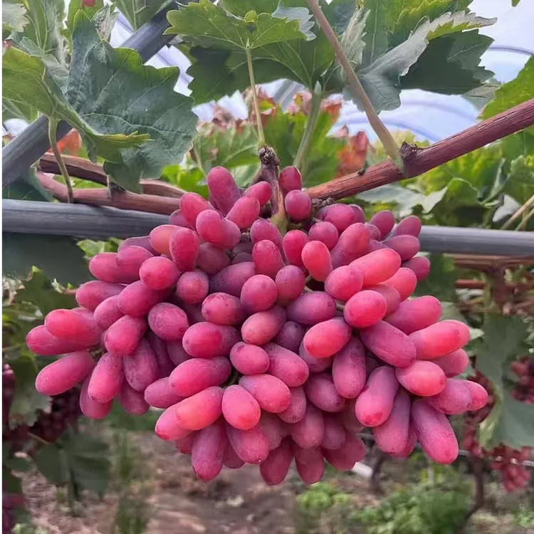 大凉山克伦生葡萄新鲜现摘新鲜孕妇水果无籽葡萄红提【顺丰包邮】