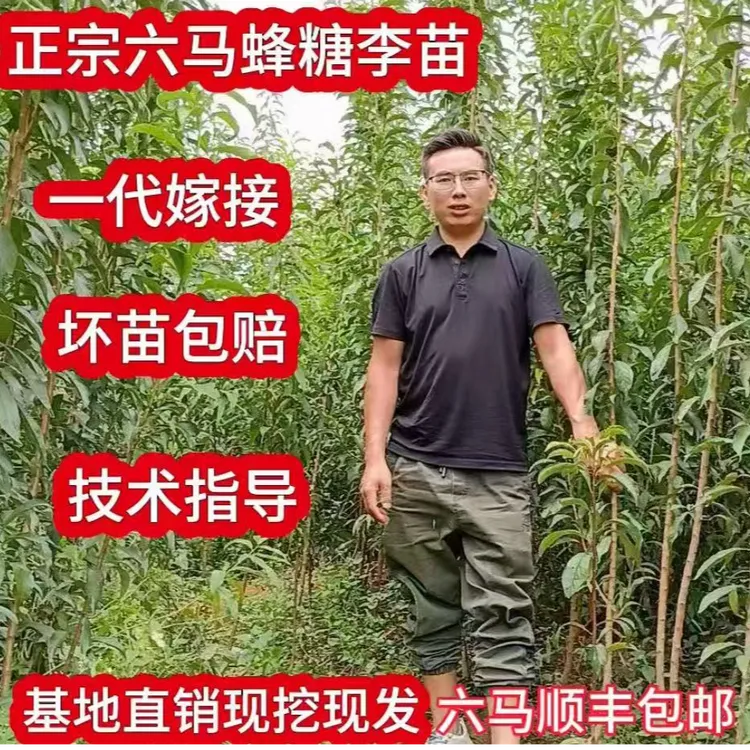 贵州六马正宗李子蜂糖李树苗专卖店