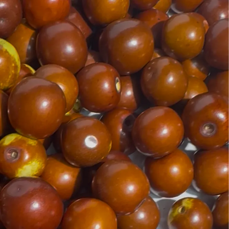 东北辽宁朝阳新鲜采摘水果酸枣山枣八九分酸一分甜