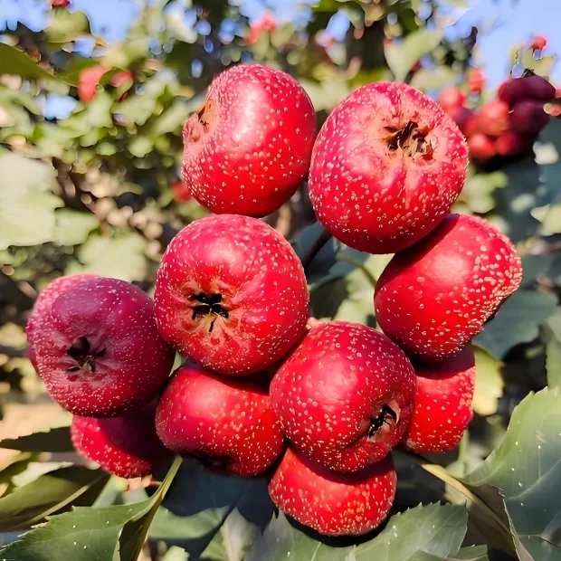新鲜甜红子小山楂山里红山东甜山楂鲜果【山里红小山楂品种】