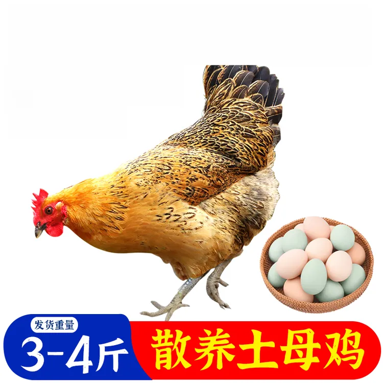 3-4斤散养青脚麻羽母鸡