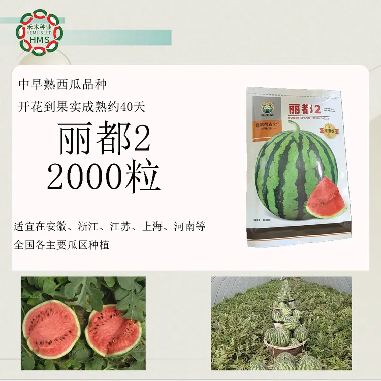 中熟西瓜品种----丽都2西瓜种子