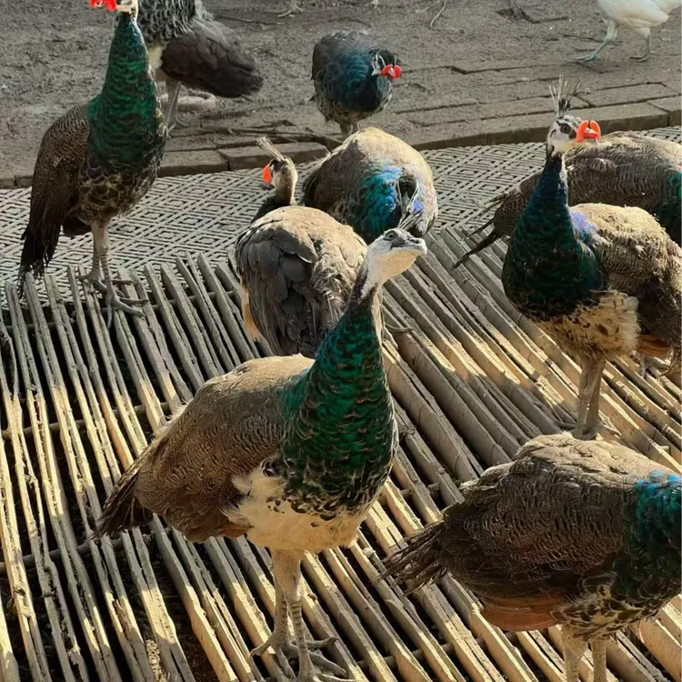 蓝雀6-7-8个月观赏宠物鸡