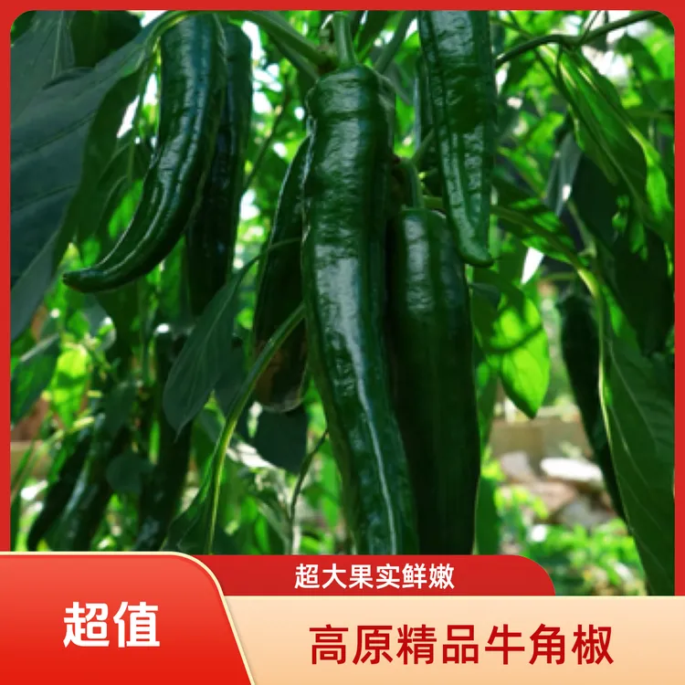 高原精品超大果天然新鲜现摘牛角椒