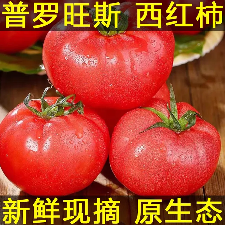 【热卖】普罗旺斯西红柿现摘沙瓤整箱生吃新鲜蔬菜当季番茄