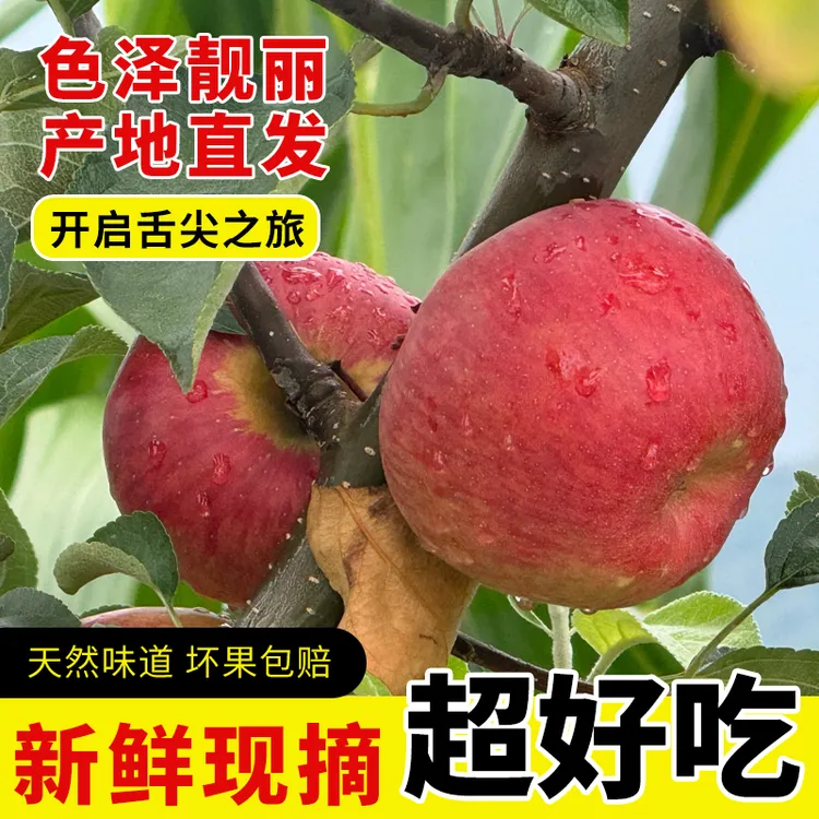 正宗昭通2001苹果  5斤 9斤现摘现发 嘎嘣脆 嘎嘣甜