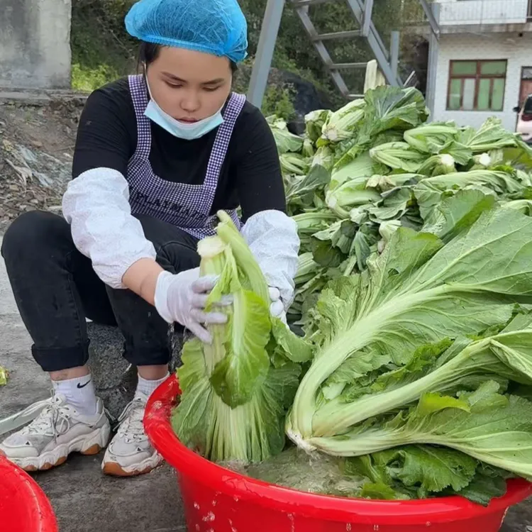 云南镇雄老坛无盐酸菜真空包装