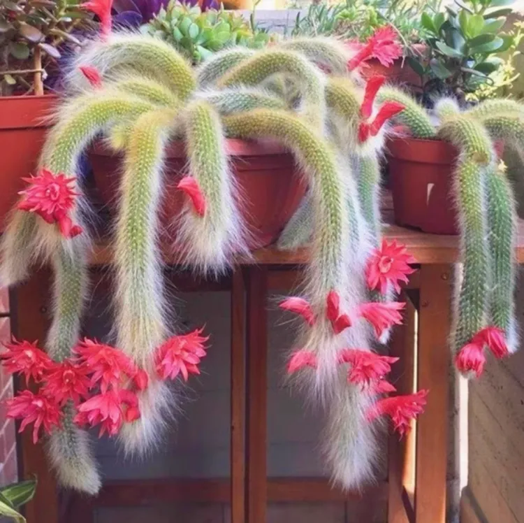 开花九尾狐多肉植物长毛软毛仙人掌高档开花猴尾巴室内盆栽