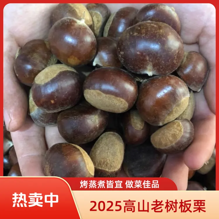 【推荐大果】山东高山老树板栗新鲜生板栗毛栗子 栗子 油栗子 