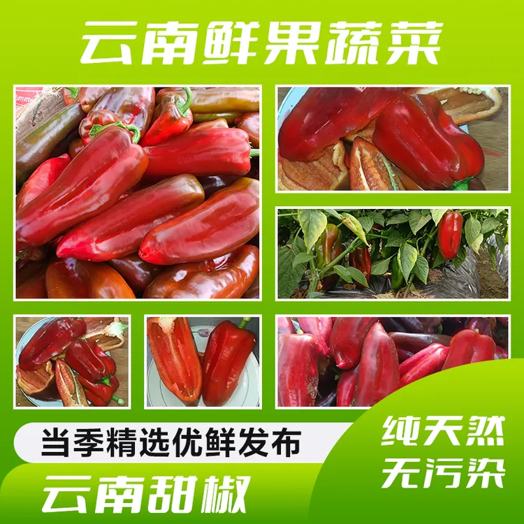 【产地直销】云南自种现摘直发多汁生吃管理身材甜椒水果椒生吃甜脆