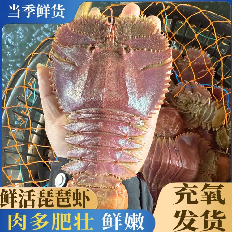 码头直发 l 海捕琵琶虾弹弹虾（充氧活发，保鲜不保活）