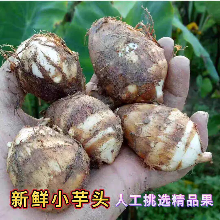 芋头新鲜牛奶小芋头毛芋仔紫梗白芽芋艿现挖香芋蔬菜芋子软滑芋艿
