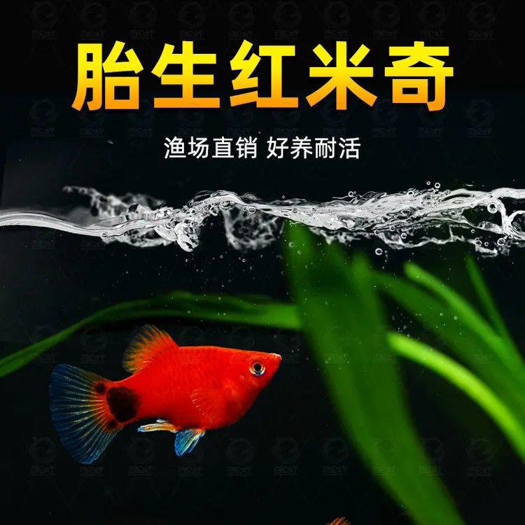 米奇胎生小型热带鱼观赏鱼好养耐活淡水族用品鱼缸造景装饰用品