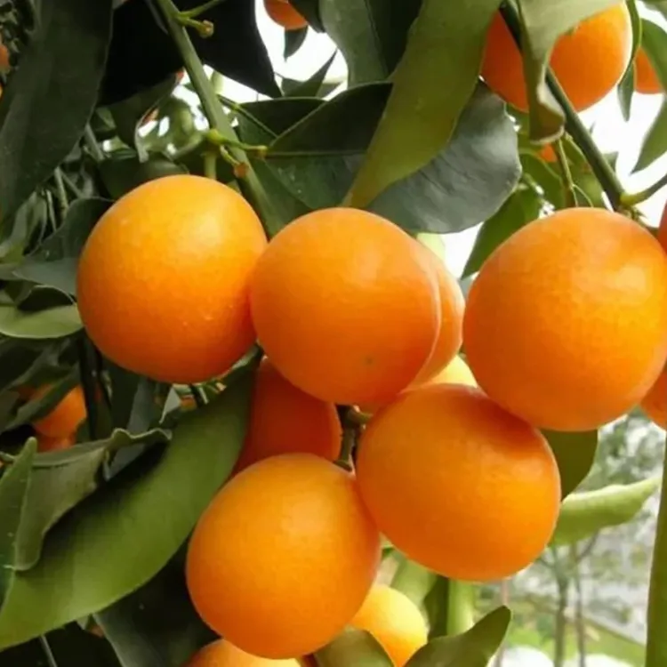 金桔带果三年美植袋优质嫁接苗  脆皮二代   滑皮四代