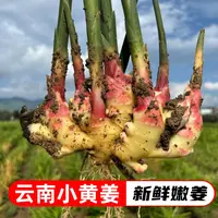 云南小黄姜新鲜现挖红芽嫩姜姜味十足可做泡姜