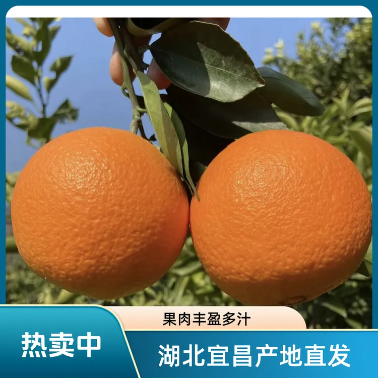 湖北宜昌长阳清江伦晚脐橙橙子秭归现摘新香甜鲜应季水果盒装5斤商品图