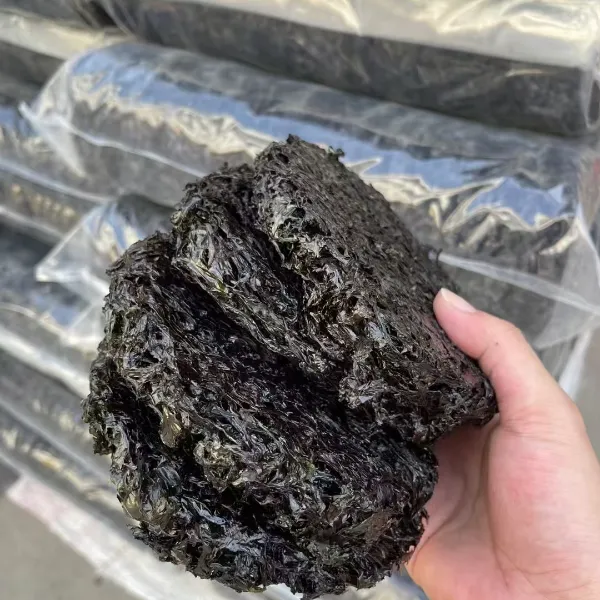 【惠来本港】本港头水小张紫菜质量真心好优质海域出产的品质紫菜