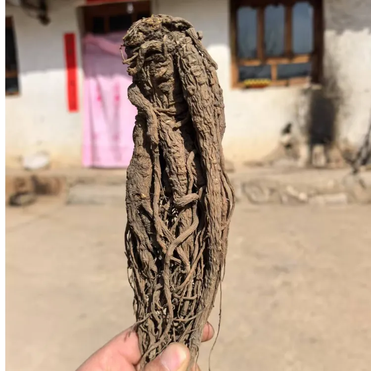 甘肃岷县当归岷归整根特级产地直销无硫