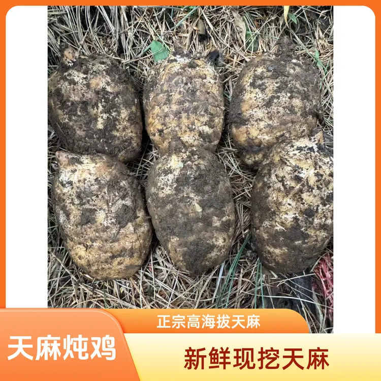 赵德菊赫章高海拔乌天麻现挖新鲜天麻