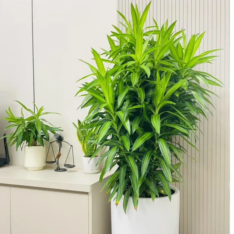 金心龙血树百合竹室内盆栽基地直发好养好看中大型绿植客厅大摆件