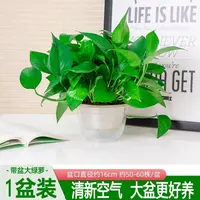 180规格绿萝大叶绿植大盆栽除甲醛客厅办公室阳台家用净化空气