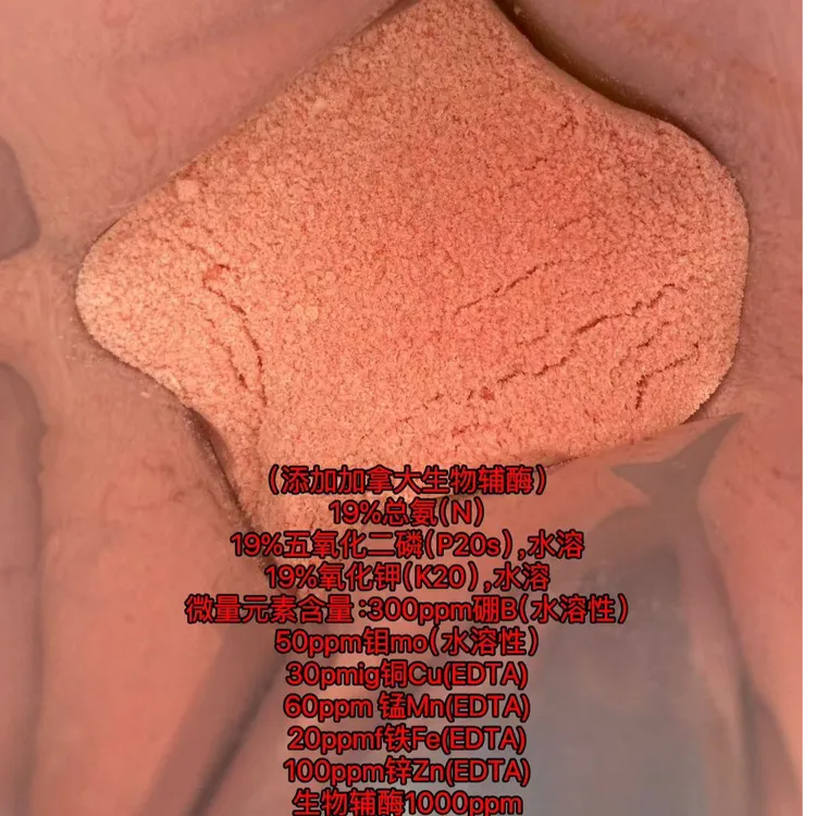 月季苗圃用大量元素水溶肥19—19—19+TE+套餐勺子1克量