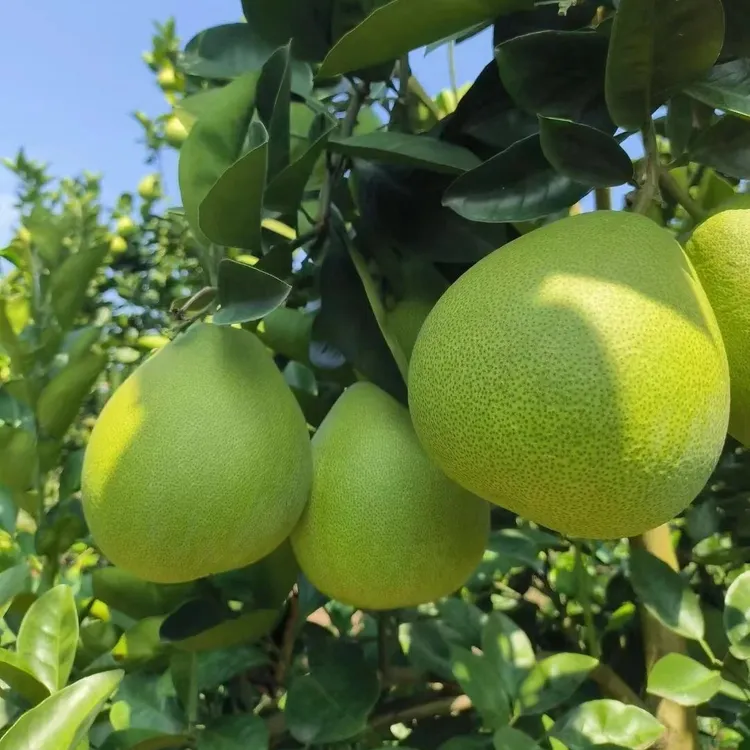 贵州香脆柚||脆甜多汁颗粒饱满微苦回甘5斤/9斤-包邮