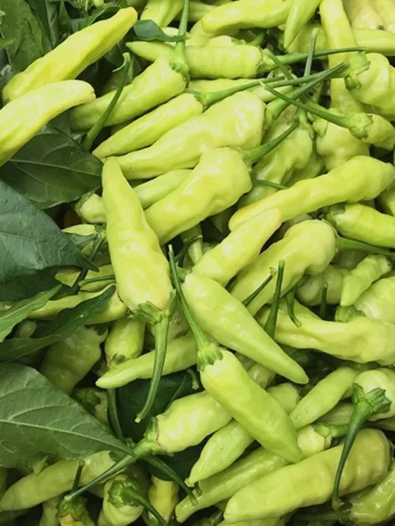 【云南新鲜】皱皮现摘泡椒腌菜野山椒辣椒新鲜批发辣椒新鲜