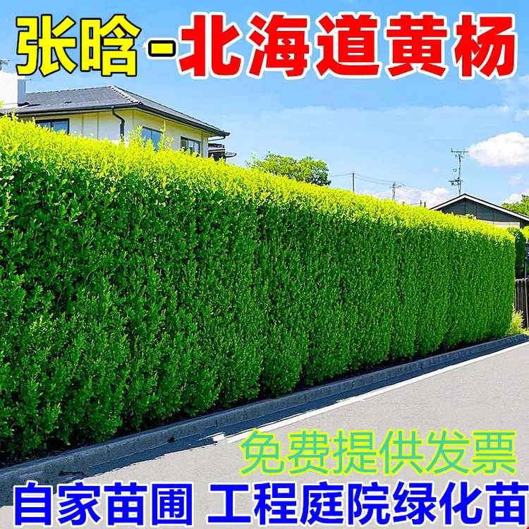 张晗高档北海道黄杨北海道冬青树苗耐寒工程绿化苗篱笆围墙耐寒苗