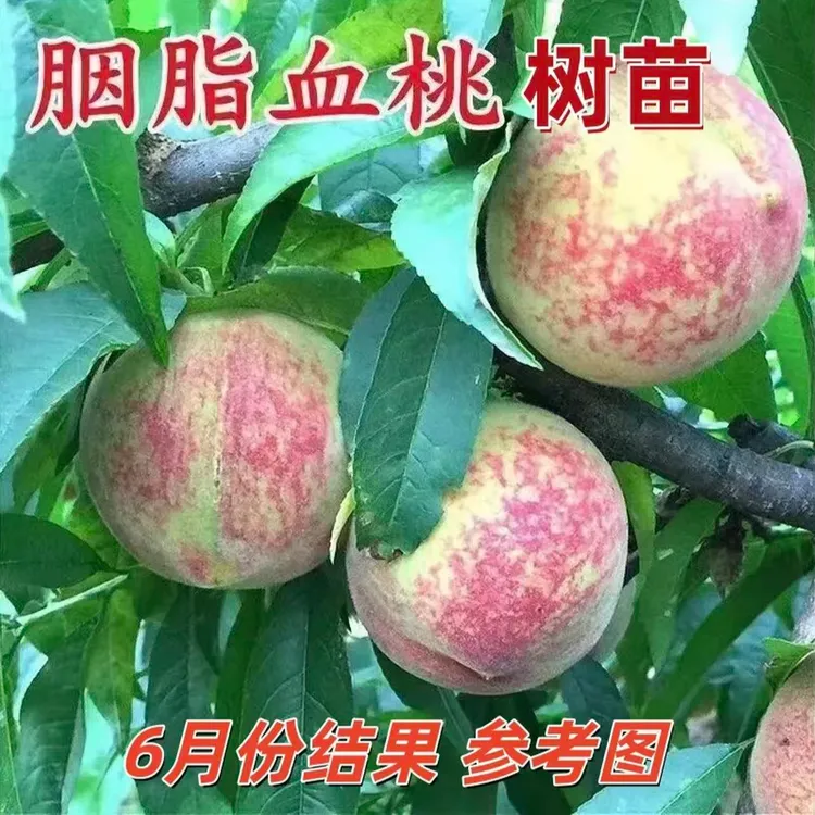 果树苗早熟胭脂红桃树苗 嫁接红肉血桃树苗南方北方种植当年结果