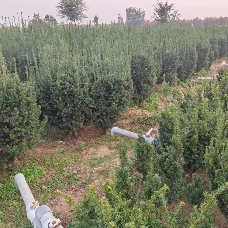 一物一拍曼地亚红豆杉大母树