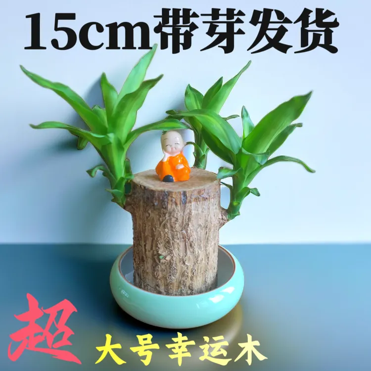 真巴西木水培特大超大号10粗老桩树开花植物土培幸运木带芽卧室内