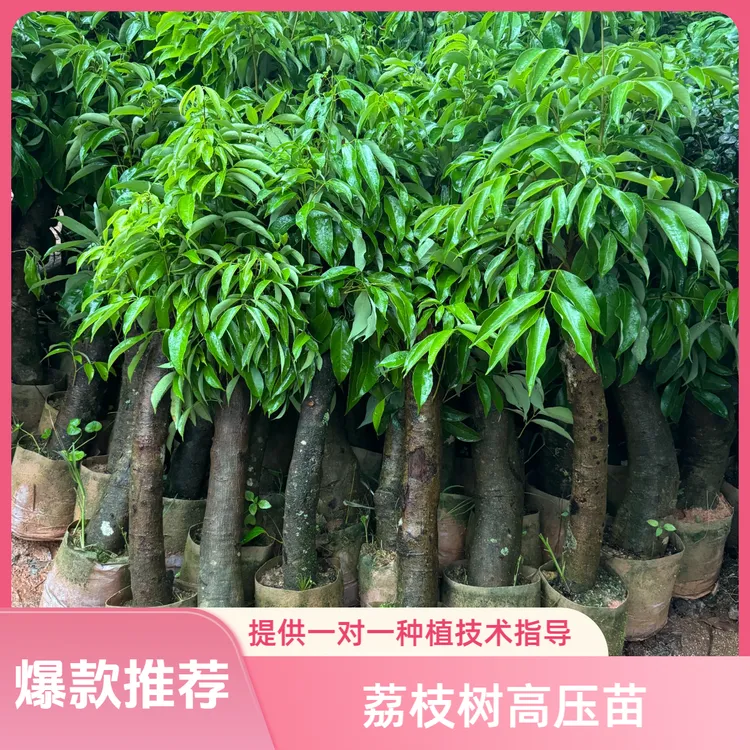 荔枝树高压苗新品种冰荔仙进奉无核桂味荔枝带土带叶打木架发货
