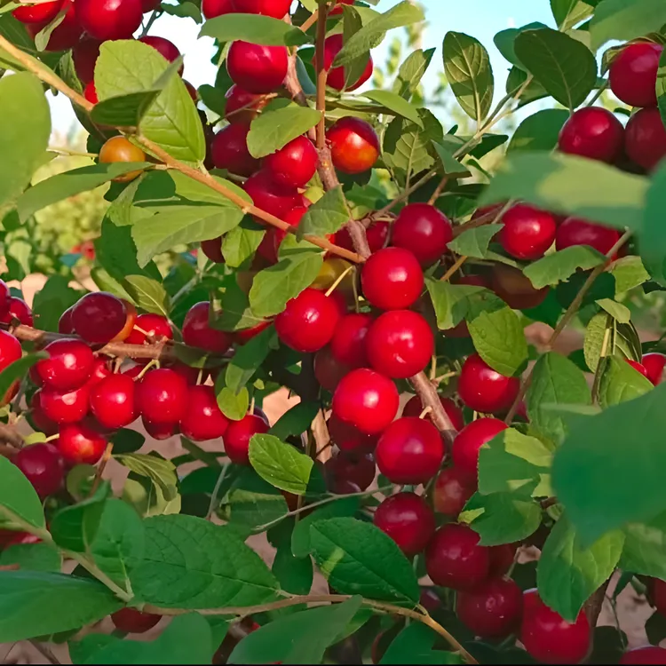 【欧李钙果种子】家庭阳台四季种植盆栽