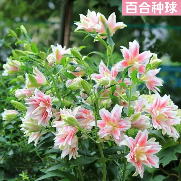 百合种球百合花卉浓香型类盆栽大球四季香水百合重瓣粉色种球