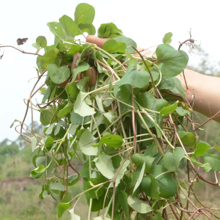四川小金钱草过路黄四川新鲜太阳晒干冲石头