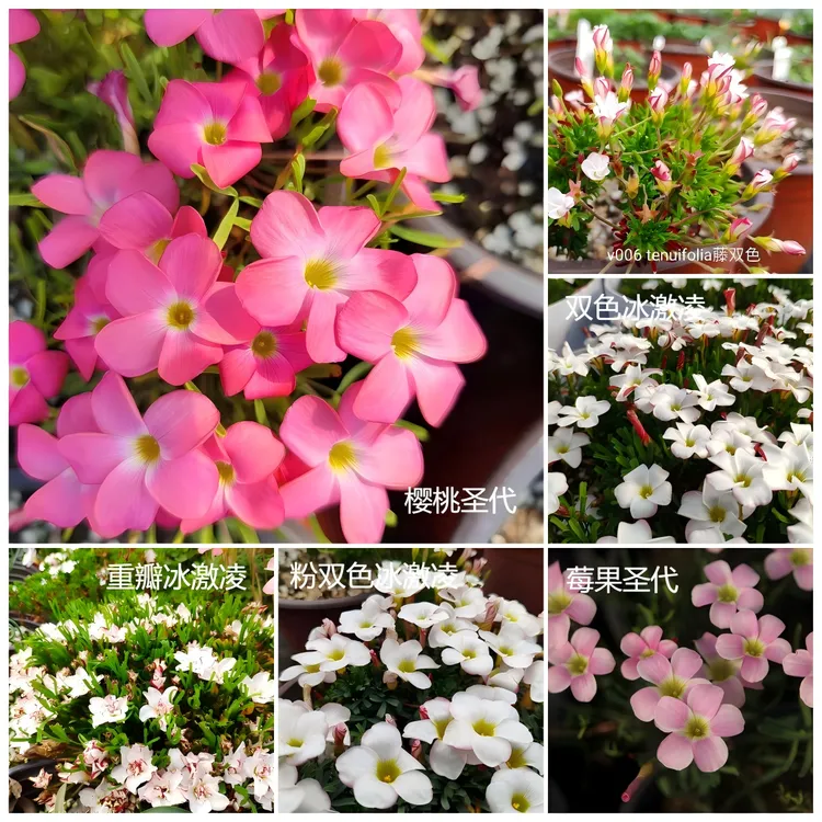 包邮套餐 酢浆草桃之辉系列 冰激凌系列 ob酢 适合新手 秋季播种