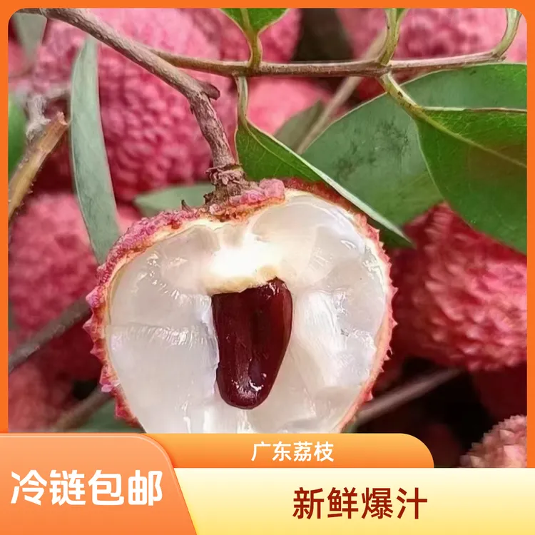 省外空运包邮广东省冷链当季新鲜现采桂味荔枝多汁清甜产地直发水