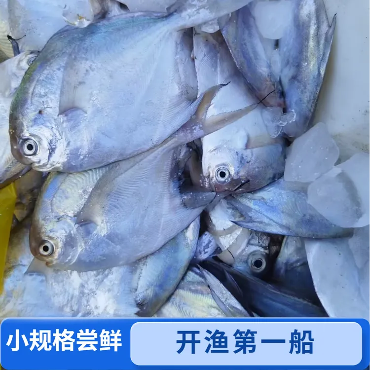 浙江宁波东海小船海捕银鲳（白扁）4斤（6-7条/1斤）顺丰冷链