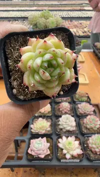 东云多肉园二店-191