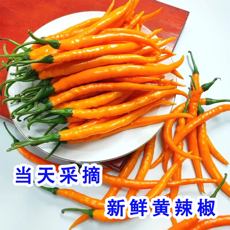 新鲜黄辣椒 湖南新鲜黄贡椒现摘现发肉质厚实超辣香辣调味品