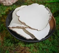 虎乳菌  虎奶菌 清润 煲汤靓料