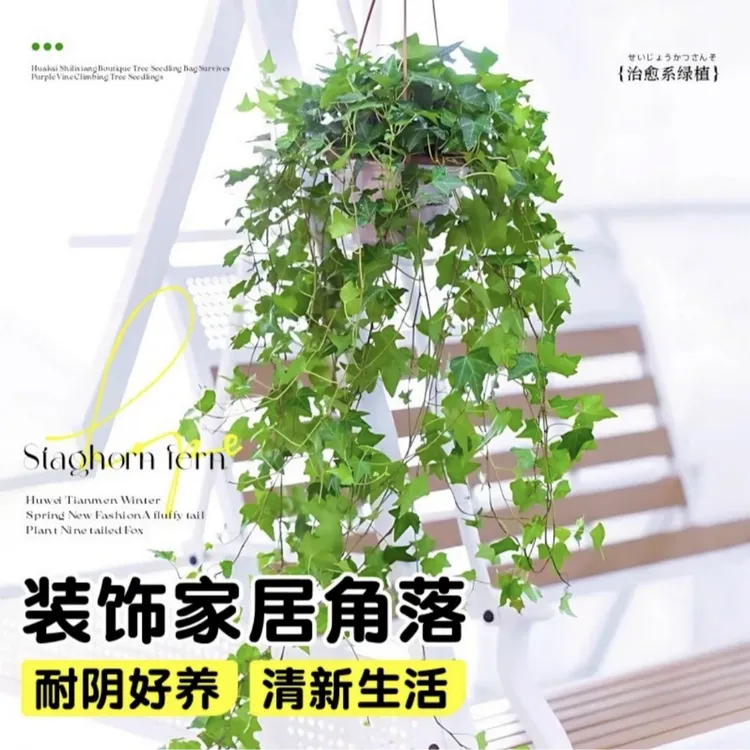 【小霞】常春藤吊兰绿植盆栽比绿萝好养可挂墙水培垂吊挂墙花