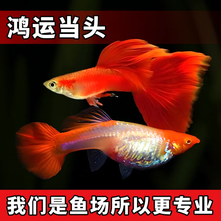 好养耐活红头鸿运当头孔雀鱼可繁殖的热带小型小金鱼活体鱼