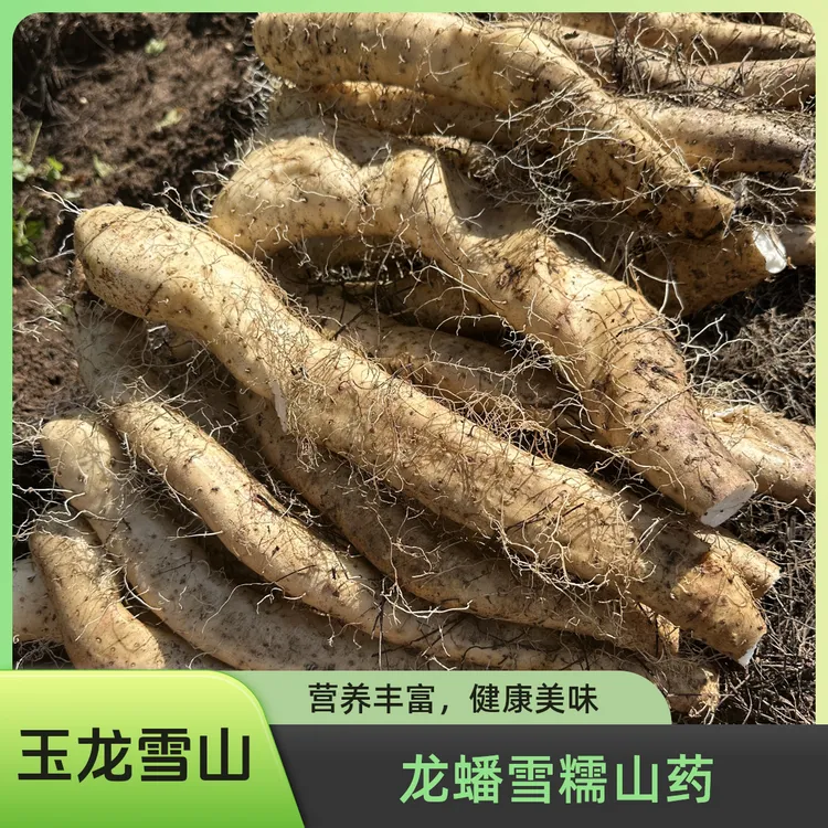 雪糯山药丽江龙蟠乡新鲜现挖雪水灌溉粉糯香甜的高海拔冰淇淋山药