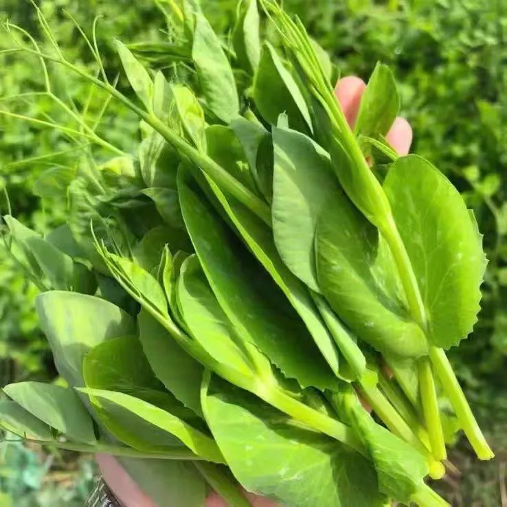 贵州新鲜豌豆尖豌豆苗时令蔬菜火锅配菜小叶龙须菜现摘现发当季