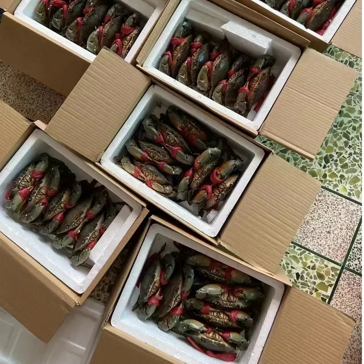 红鲟膏蟹满膏母蟹新鲜东山岛螃蟹特大号野生青蟹菜鲟海鲜水产礼盒