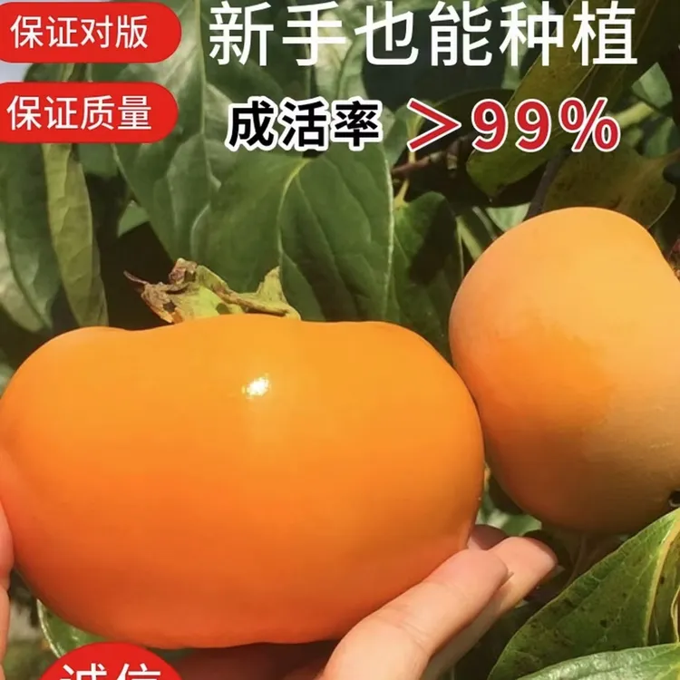 嫁接太秋脆柿子树苗次郎脆甜柿子庭院盆栽南北方种植耐寒原杯原土