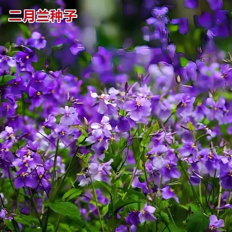 二月兰花种子紫金草诸葛种籽耐旱耐寒易种植阳台盆栽庭院观赏花卉