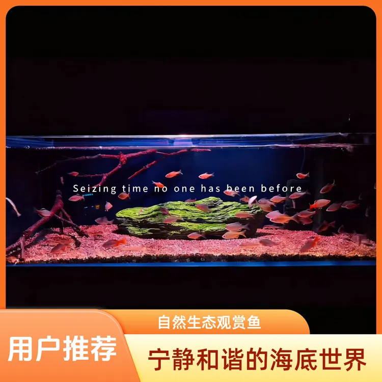 天然沉木水族鱼缸紫柚木爆裂纹镂空造景素材